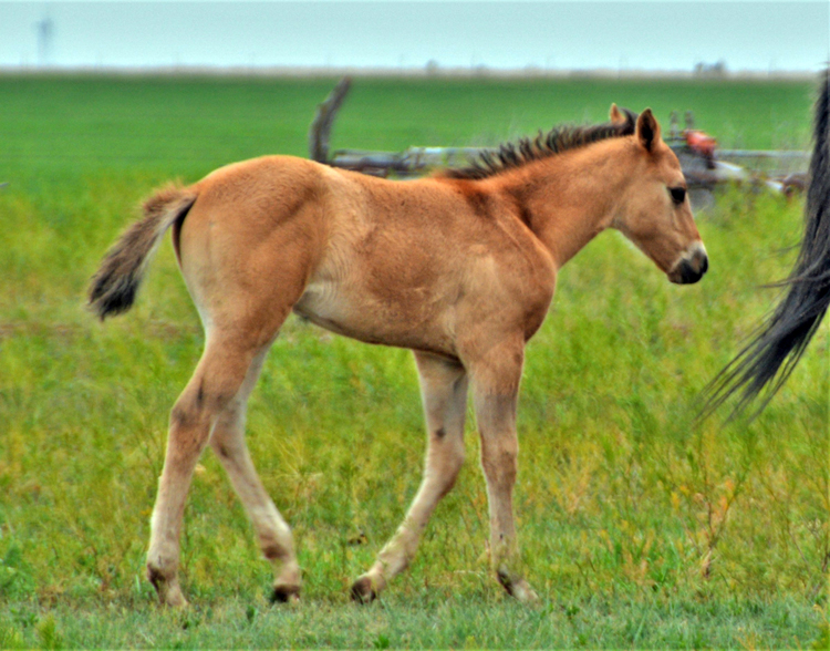 colt